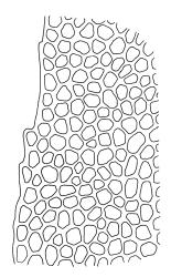 Rhizogonium novae-hollandiae, upper laminal cells at margin. Drawn from A.J. Fife 6411, CHR 104898.
 Image: R.C. Wagstaff © Landcare Research 2016 
